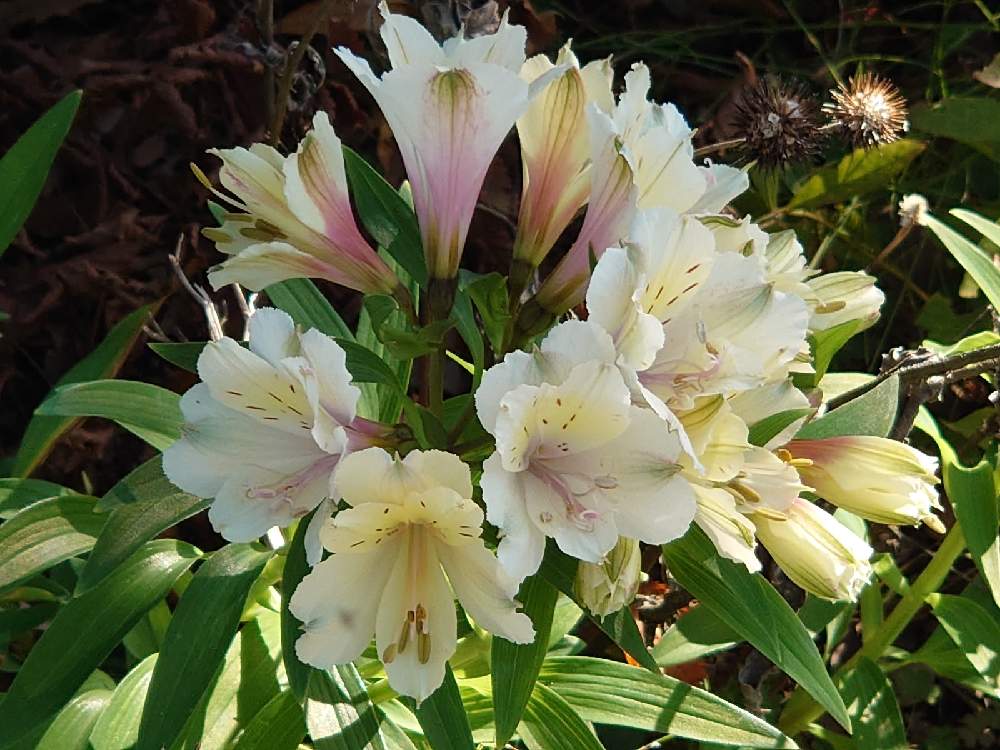 アルストロメリアの投稿画像 By アイルトン セナさん 月12月5日 Greensnap グリーンスナップ