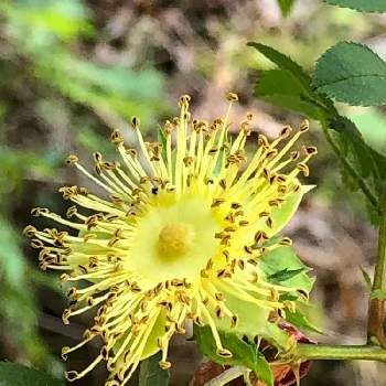 花弁がないの投稿画像一覧 Greensnap グリーンスナップ