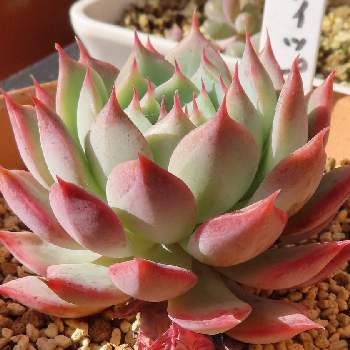 鋭い爪の投稿画像一覧 Greensnap グリーンスナップ