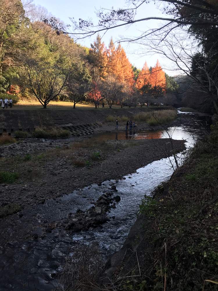 日本を元気に の投稿画像 By ヨウコさん 滝が好きと栃木那須烏山市竜門の滝とメタセコイア並木とメタセコイヤ 月12月5日 Greensnap グリーンスナップ