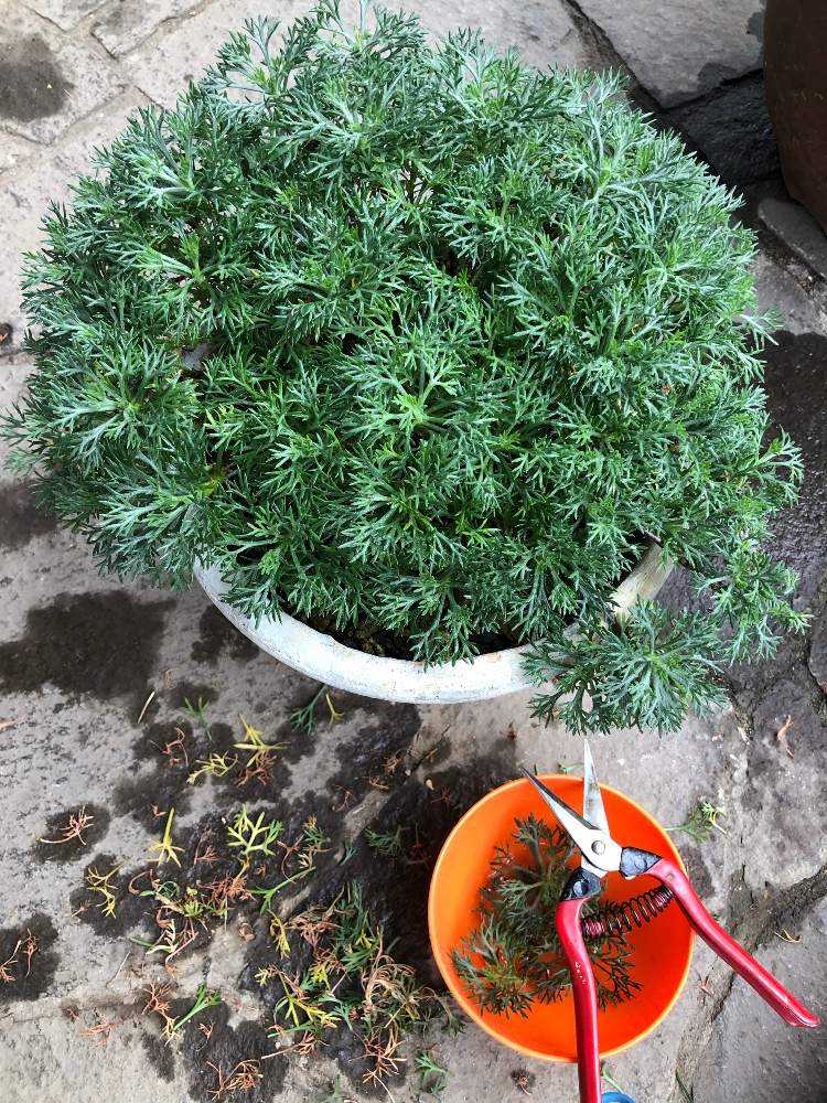 ローダンセマム親株子株挿木それぞれ来春に向けて 4 12完了 Greensnap グリーンスナップ ローダンセマム親株子株挿木それぞれ来春に向けて 4 12完了 Greensnap グリーンスナップ