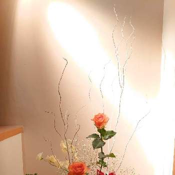 ほりーいけばなの画像 by ほりーさん | 階段/廊下とスイートピーとバラとポインセチアと雲龍柳とほりーいけばな