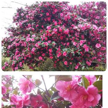 綺麗なピンクの画像 by Chieko☆さん | お出かけ先と実家の山茶花と大好きと綺麗なピンクと美しいと可愛いと綺麗な色