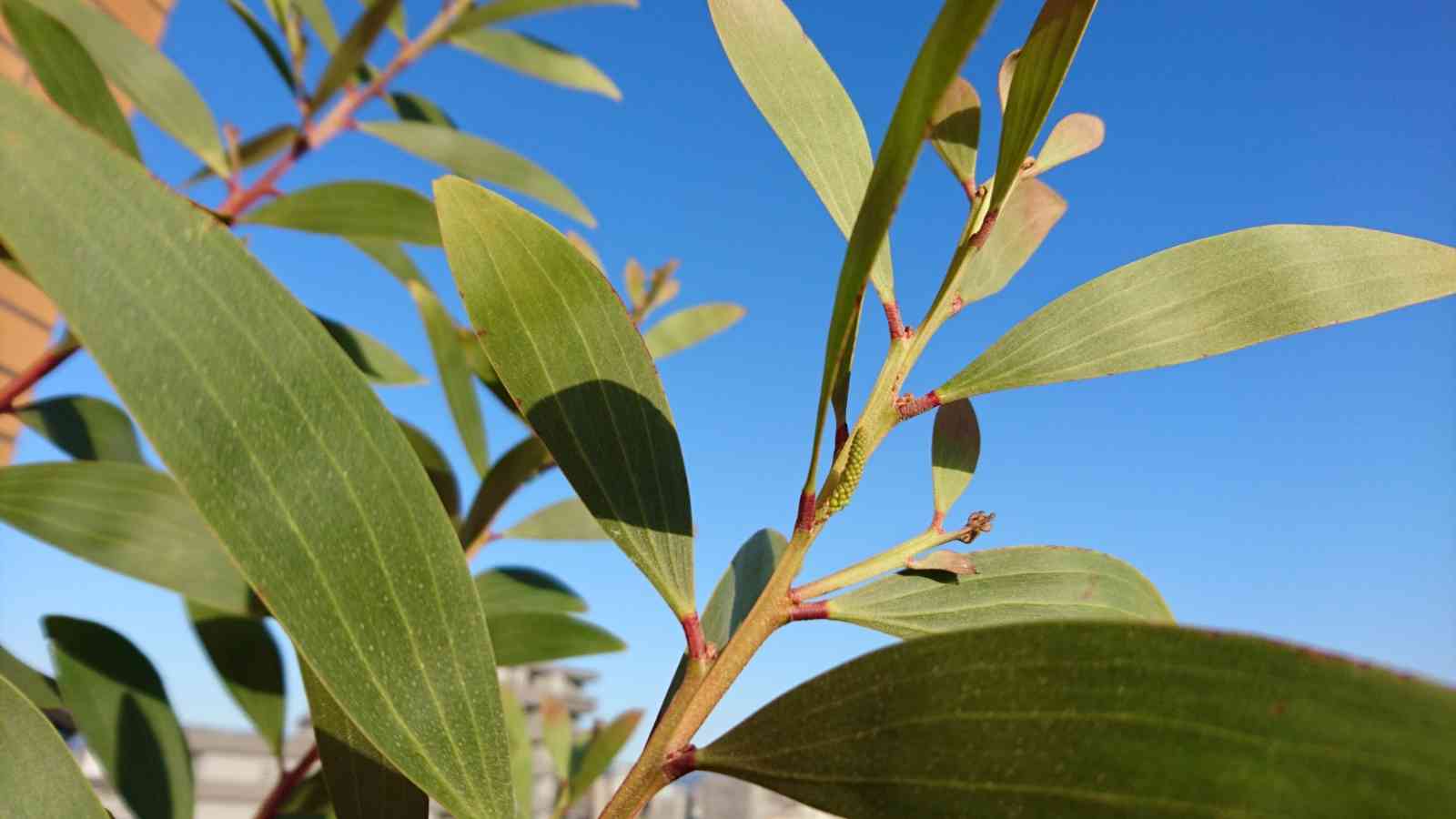 アカシア コーストマイオールの一覧｜🍀GreenSnap（グリーンスナップ）