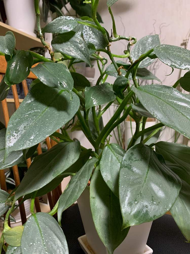 フィロデンドロン シルバーメタルの投稿画像 By Kanさん 相談 月12月5日 Greensnap グリーンスナップ