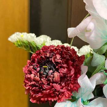 ラナンキュラス モロッコ シャウエンの投稿画像一覧 Greensnap グリーンスナップ