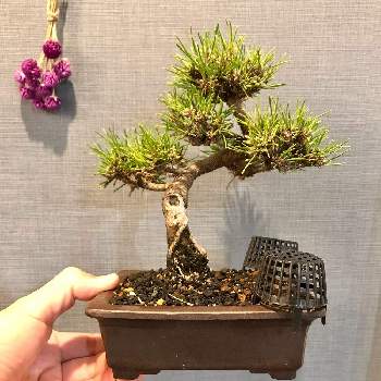 葉透かしの投稿画像一覧 Greensnap グリーンスナップ