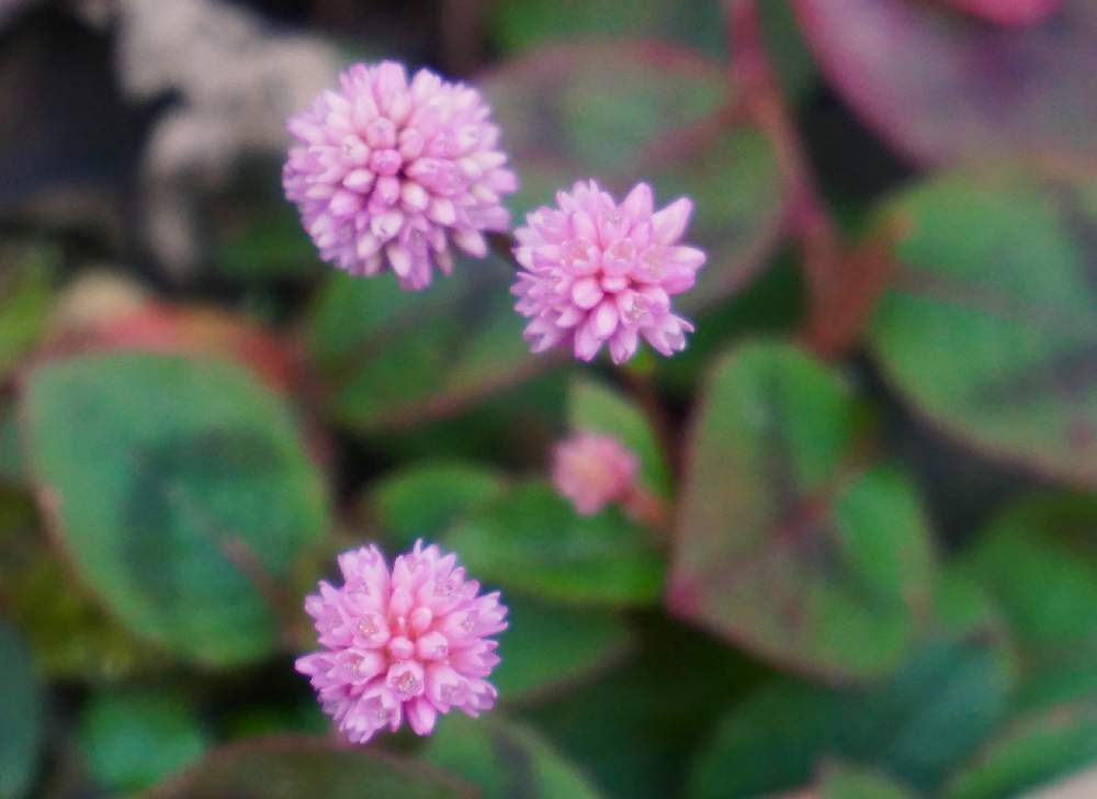 ヒメツルソバ ポリゴナム の投稿画像 By Mint Teaさん 写真とピンクの花と丸い花とお気に入り と花壇とガーデニングと花のある暮らしと地植え 月12月6日 Greensnap グリーンスナップ