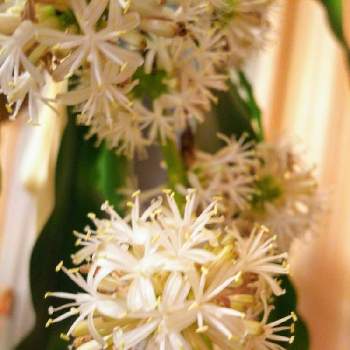 幸福の木の投稿画像一覧 Greensnap グリーンスナップ