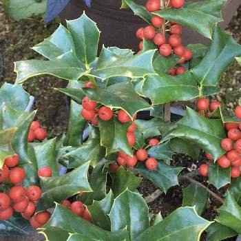 クリスマスホーリー の投稿画像一覧 Greensnap グリーンスナップ