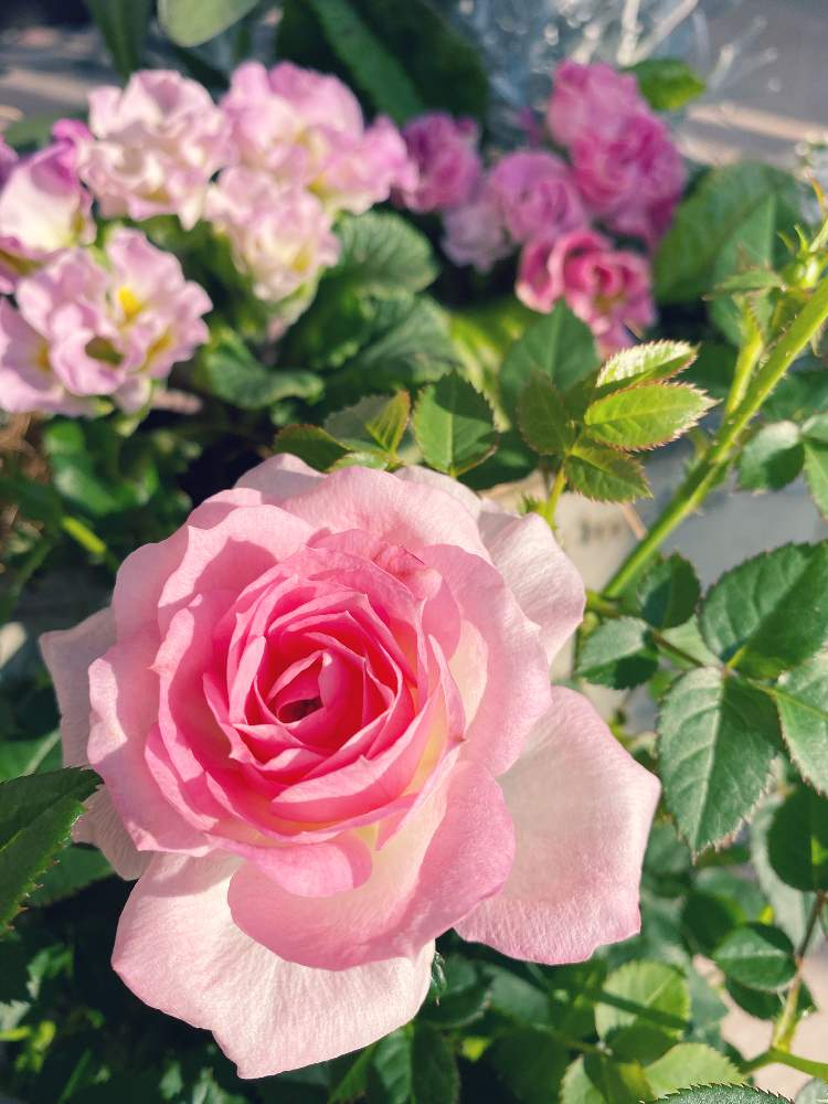 チュチュ オプティマの投稿画像 By あややさん 花のある暮らしとバラ ミニバラとチュチュオプティマとおうち園芸 月12月6日 Greensnap グリーンスナップ