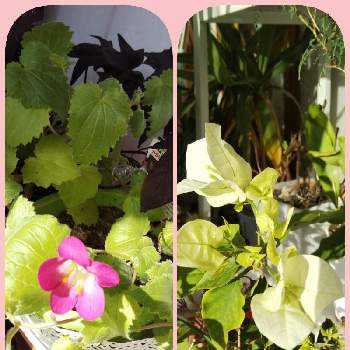 ブーゲンビリア 白の投稿画像一覧 Greensnap グリーンスナップ