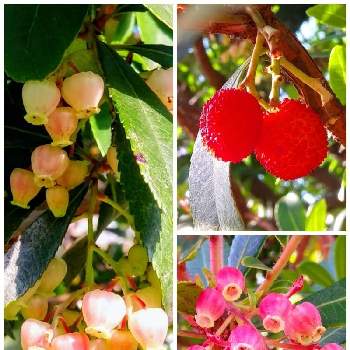 ストロベリーツリー の投稿画像一覧 Greensnap グリーンスナップ