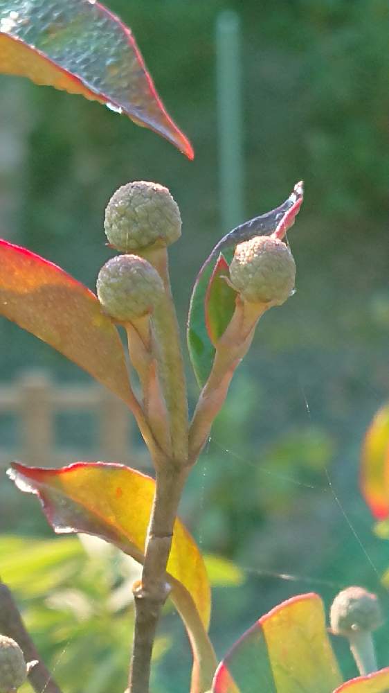 やまぼうしの投稿画像 By 鈴さん やまぼうしの花芽とつぼみに魅せられて 月12月6日 Greensnap グリーンスナップ