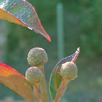やまぼうしの花芽の投稿画像一覧 Greensnap グリーンスナップ