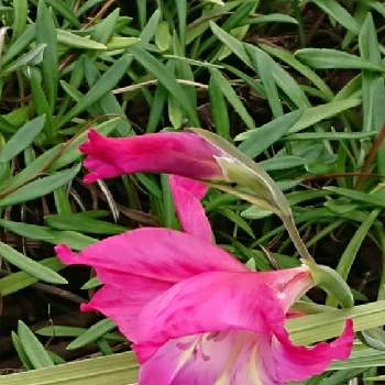 フリージアピンクの投稿画像一覧 Greensnap グリーンスナップ