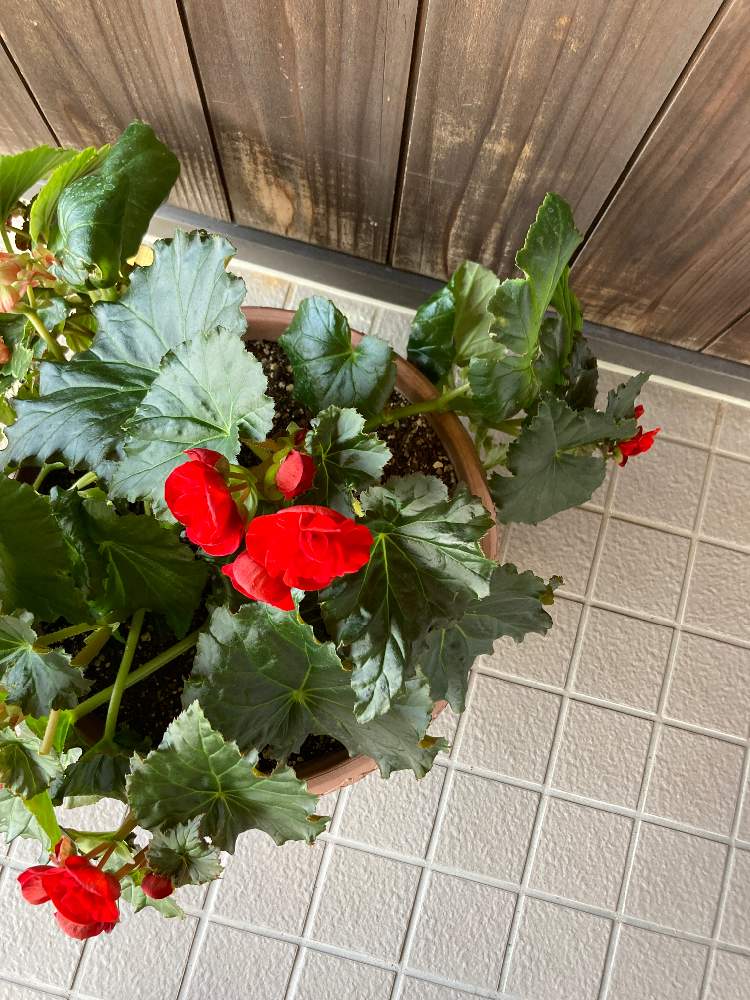 みのっちやんさんの投稿画像 月12月6日 Greensnap グリーンスナップ