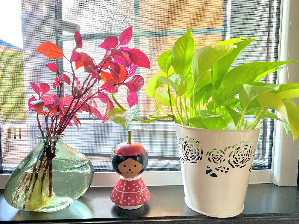 アルテルナンテラ レッドフラッシュの投稿画像 By Ciita Gardenさん ポトスライムと自宅にて と水耕栽培と花のある暮らし 月12月6日 Greensnap グリーンスナップ