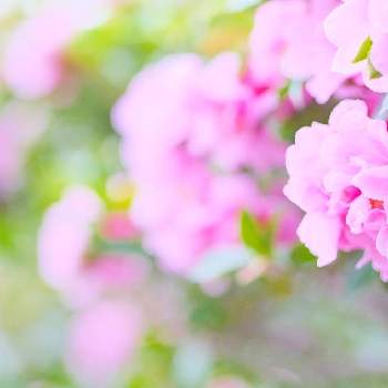 花や蔦ひつじの投稿画像一覧 Greensnap グリーンスナップ