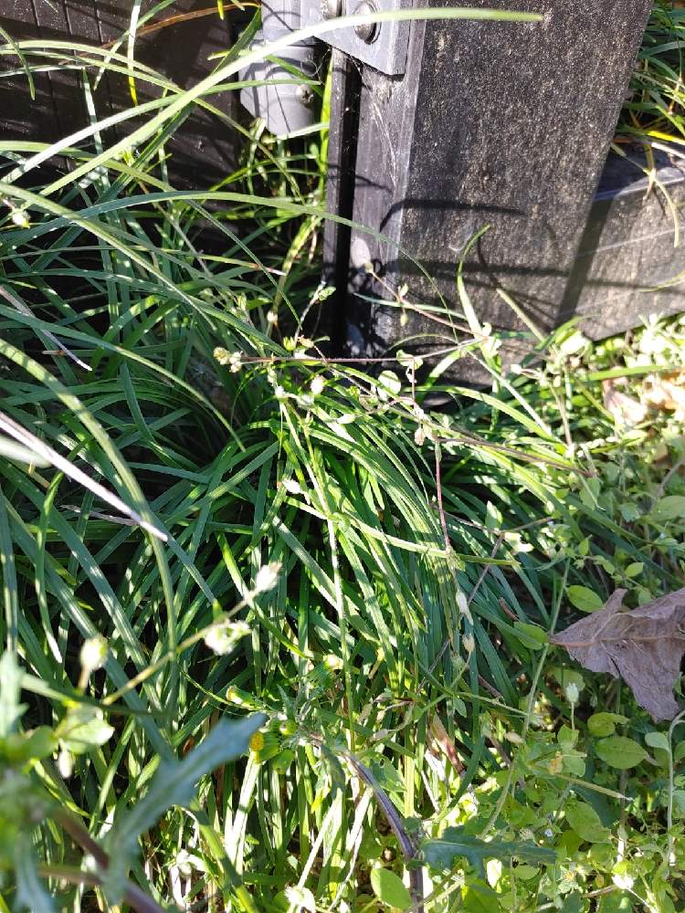 草の芽さんの投稿画像 月12月6日 Greensnap グリーンスナップ