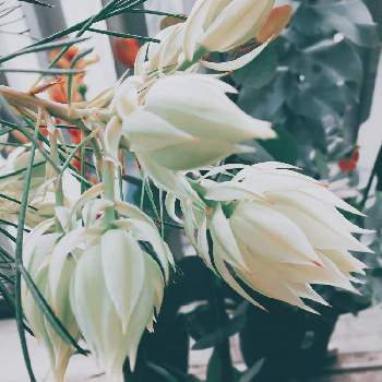 咲くのが楽しみ♥の画像 by shimiさん | セルリアと癒しとネイティブプランツと可愛い〜♡と花のある暮らしと成長に期待と咲くのが楽しみ♥