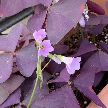 紫の舞の画像 by R子さん | エントランスと紫の舞と庭の鉢植え