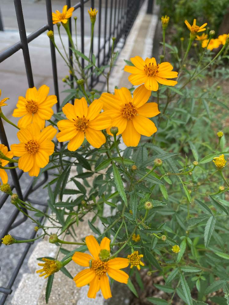 レモンマリーゴールドの投稿画像 By クッキーママさん 宿根大好きといい香り とうちの庭とおうち園芸とgsのみなさんに感謝 と花に癒されると花のある暮らしと宿根大好きといい香り とうちの庭とおうち園芸とgsのみなさんに感謝 と花に癒されると花のある暮らし