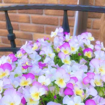 ビオラ ピンクレモンリップの投稿画像一覧 Greensnap グリーンスナップ