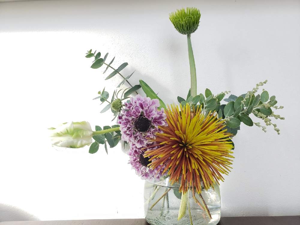 スカビオサの投稿画像 By Mami さん ガーベラとチューリップとユーカリときくと花瓶とおばちゃんの花記録と花のある暮らしと北海道とうちの花と切り花と 花瓶とおばちゃんの花記録と花のある暮らしと北海道とうちの花と切り花 月12月6日 Greensnap グリーン