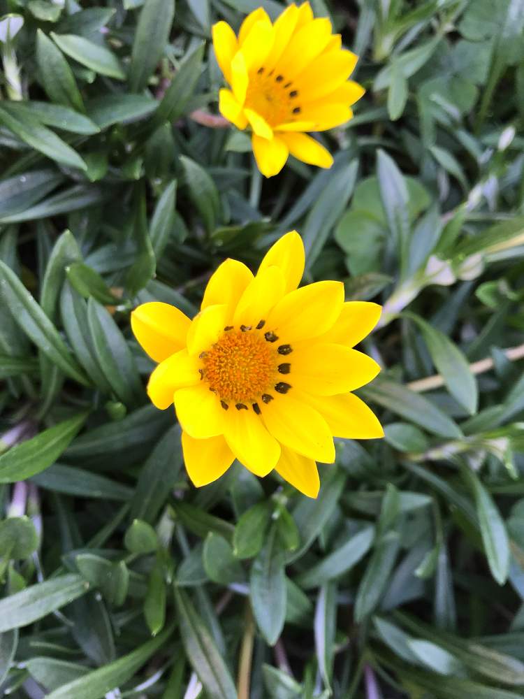 ガザニアの投稿画像 By なつきちさん 月12月6日 Greensnap グリーンスナップ