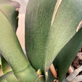 胡蝶蘭花芽の投稿画像一覧 Greensnap グリーンスナップ