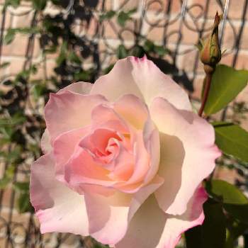 マチルダ薔薇の画像 by みみとねねさん | 玄関とおうち園芸とGSでバラ園と花のある暮らしとマチルダ薔薇とかわいいな♡