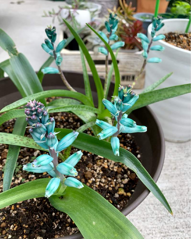 ラケナリアの投稿画像 By かなさん 青い花と翡翠色とおうち園芸と花のある暮らしと神秘的と小さな庭とラケナリアビリディフローラと青い花 と翡翠色とおうち園芸と花のある暮らしと神秘的とラケナリアビリディフローラ 月12月6日 Greensnap グリーンスナップ