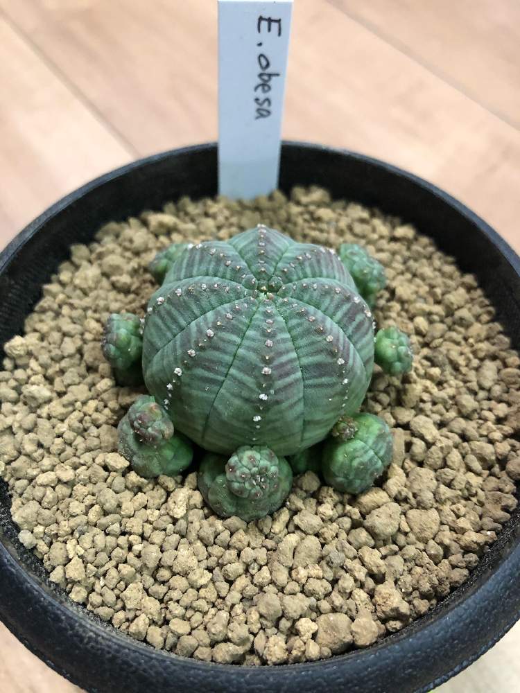 オベサ シンメトリカ 子吹 充実株