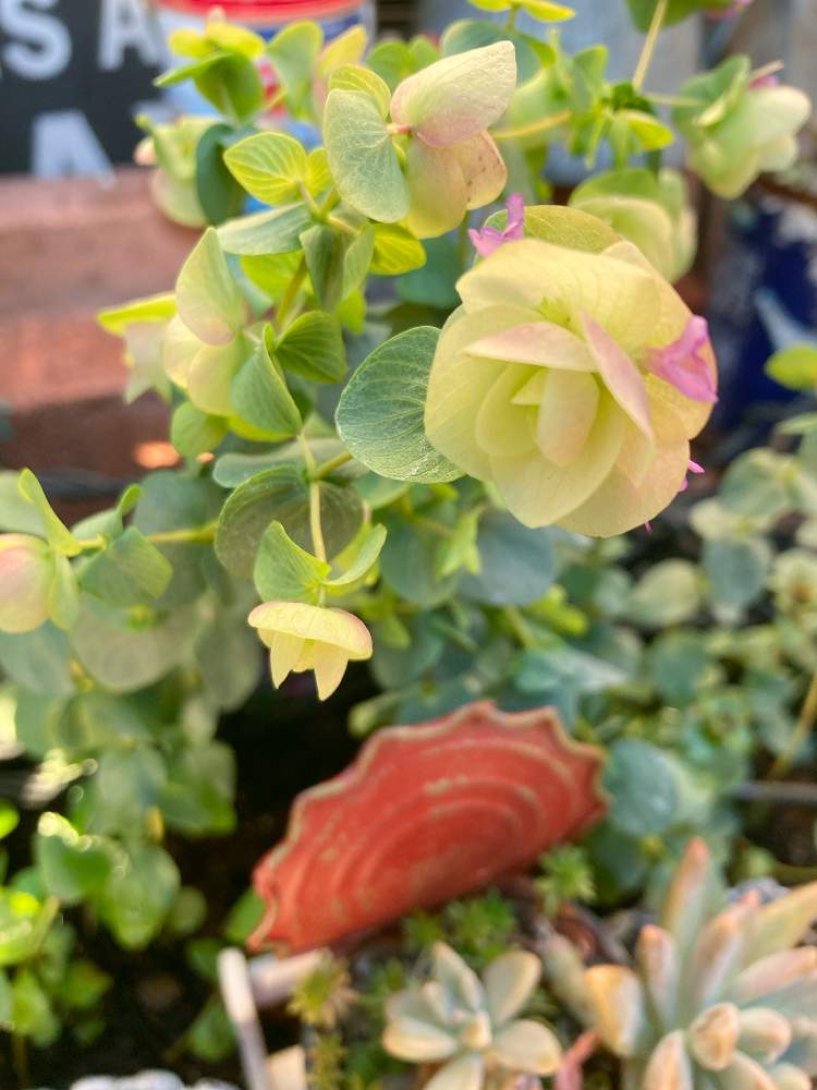 セダムの投稿画像 By まちゃちゃんさん オレガノ ケントビューティーと多肉植物いろいろと多肉植物と観葉植物とドライフラワーとドライフラワーのある暮らしと初心者と多肉 オーロラとおうち園芸とガーデニングとかわいいとインテリアグリーン 月12月6日