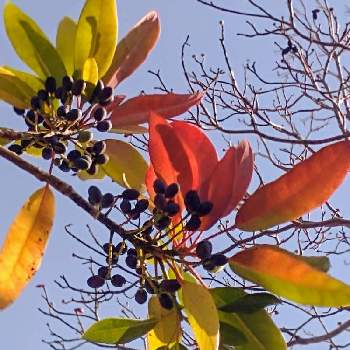 木々の紅葉の画像 by hiroさん | お出かけ先と木々の紅葉とホルトノキと晩秋の自然