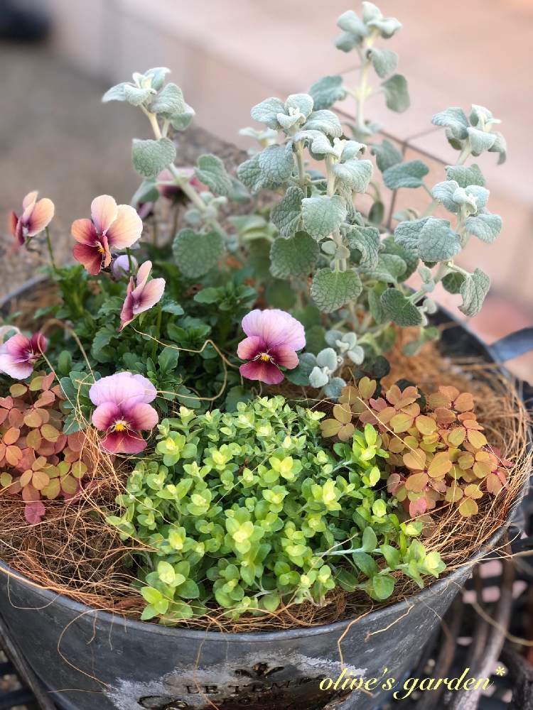 バロータの投稿画像 By Olive さん 雑貨大好きと寄せ植えとおうち園芸とおきにいりと癒され風景とガーデニングとビオラとオキザリス 黄昏と小さな庭と雑貨大好きと寄せ植えとおうち園芸とおきにいりと癒され風景とガーデニング 月12月6日 Greensnap