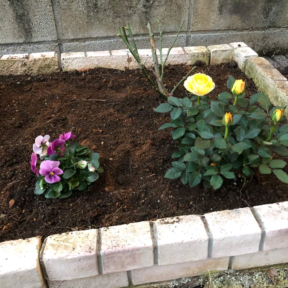 バラの投稿画像 By ともにゃんさん パンジーと癒される とはじめてでドキドキ とばら バラ 薔薇とお花大好き とパープルと癒しパワーとバラ大好きとおうち園芸とイエローとガーデニング初心者と花のある暮らしとバラ ミニバラ 月12月6日 Greensnap