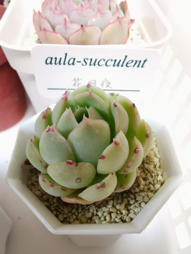 エケベリア 花月夜の投稿画像 By アンセムさん 多肉植物のある暮らしとおうち園芸とエケベリア 花月夜とエケベリア属と多肉植物とサボテンと多肉 サボテン 月12月6日 Greensnap グリーンスナップ