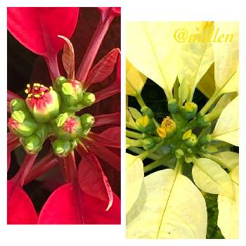猩々木の投稿画像一覧 Greensnap グリーンスナップ