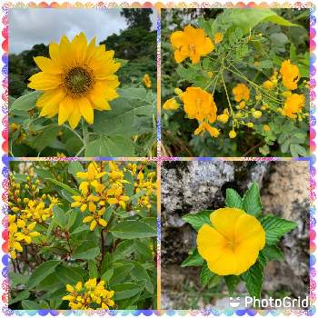 黄色の花♡の画像 by スモークツリーさん | 向日葵と散歩道と黄色の花♡