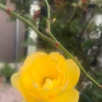 強いバラの画像 by デルフィニウムさん | 小さな庭とサハラと花色が見事❤️と強いバラと可愛らしくとおうち園芸と愛らしくて