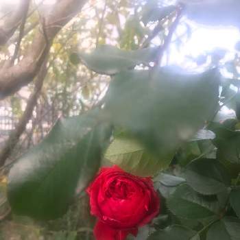 強いバラの画像 by デルフィニウムさん | 小さな庭とレオナルドダヴィンチと元気に咲いてと花色が見事❤️と強いバラとたくさん咲いてとおうち園芸とシックにと癒されて❤️