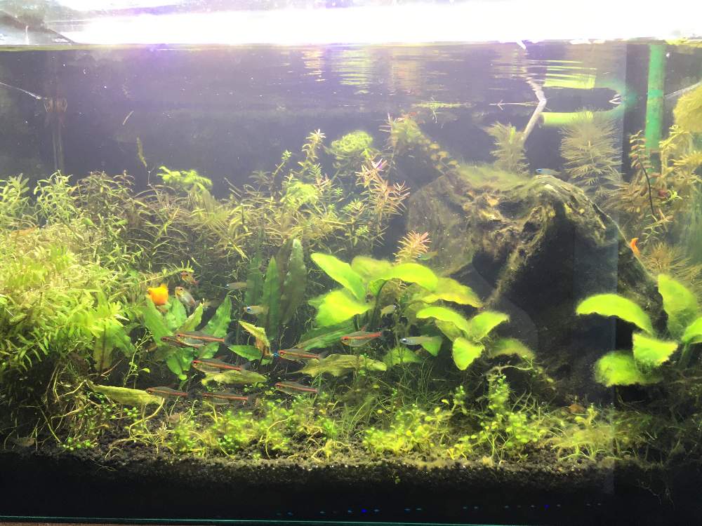 クリプトコリネの投稿画像 By バーフバリ さん ロタラ インディカとアヌビアス ナナとグロッソ スティグマとショートヘアーグラスとニードルリーフ ルドウィジアとアクアリウムと成長記録とアクアリウムと成長記録 月12月6日 Greensnap グリーンスナップ