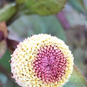 オランダセンニチの投稿画像一覧 Greensnap グリーンスナップ