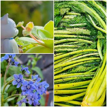 野沢菜漬けの投稿画像一覧 Greensnap グリーンスナップ