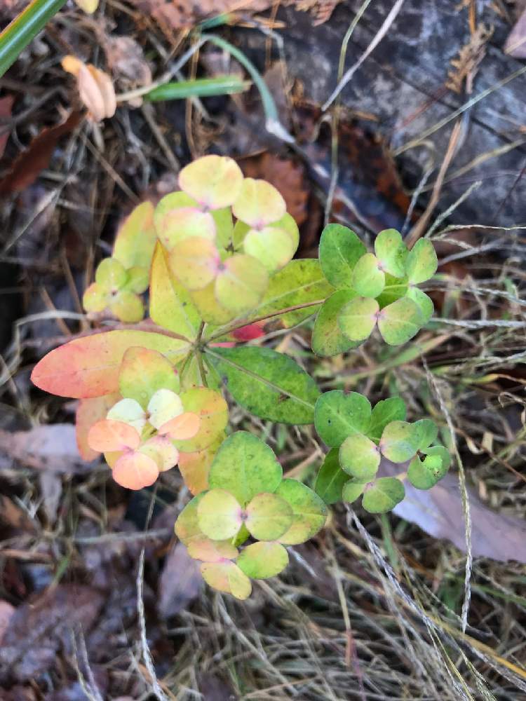 紅葉 こうよう の投稿画像 By Bassyさん 高尾山と紅葉フォトコン 月12月6日 Greensnap グリーンスナップ