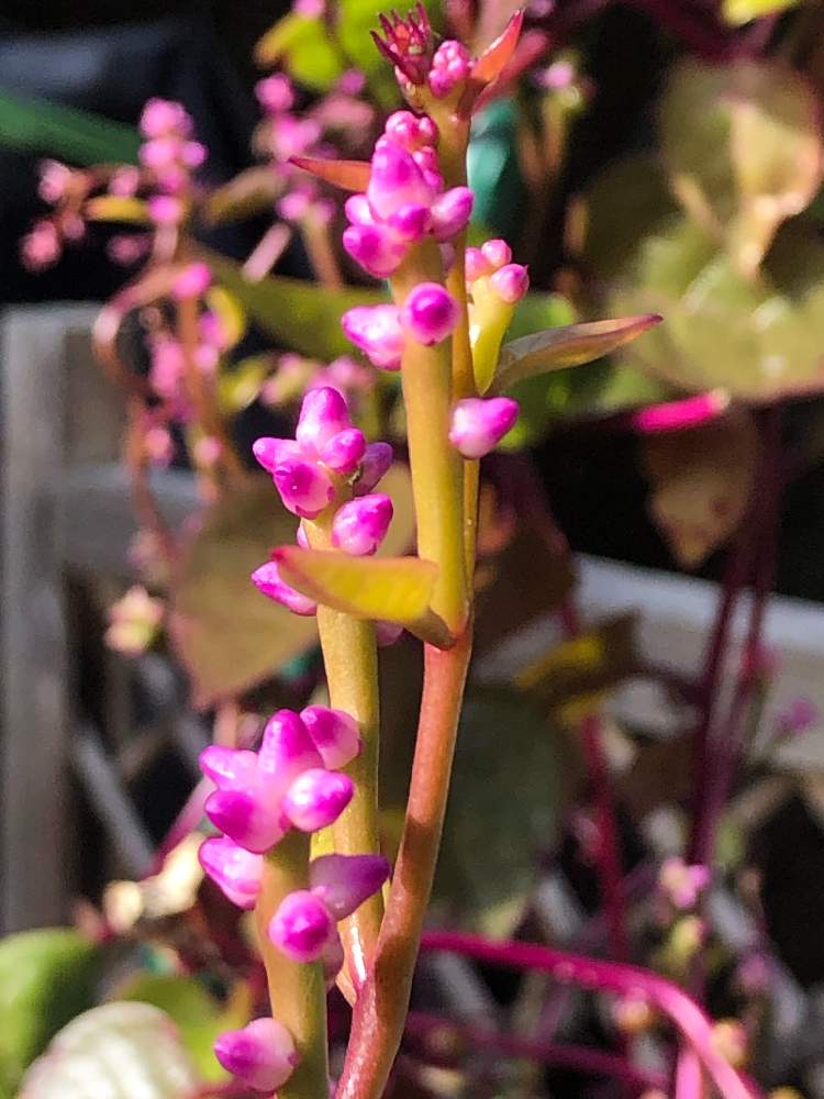 ツルムラサキの投稿画像 By ダンディ先生さん 月12月6日 Greensnap グリーンスナップ