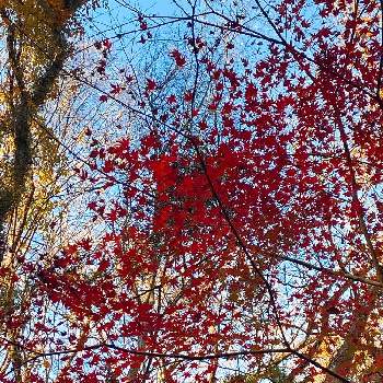 紅葉フォトコン2020の画像 by kaoriさん | お出かけ先と真っ赤な  もみじと紅葉フォトコン2020とわくわくする♬と花のある生活と感動❤️と嬉しい♡と紅葉（こうよう）と綺麗と癒されると鮮やか と感謝❤️と緑のある生活と楽しい！と群馬県
