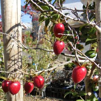 @赤い木の実の画像 by Kevinさん | お出かけ先とローヤガキ・ベニシンジュと木の実と素敵❗と癒しとおうち園芸と可愛いと中国原産とかわいいと@赤い木の実